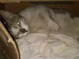 Gatão