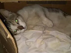 Gato raça SRD idade  nome Gatão