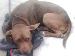 Cachorro raça Pitbull idade 6 ou mais anos nome Pandora