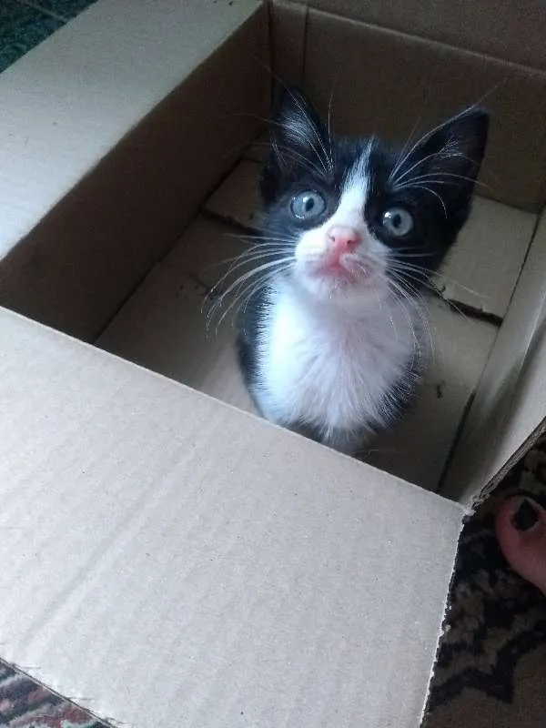 Gato ra a SRD idade 2 a 6 meses nome Fígaro