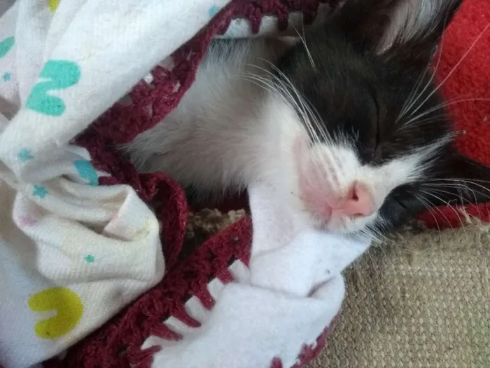 Gato ra a SRD idade 2 a 6 meses nome Fígaro