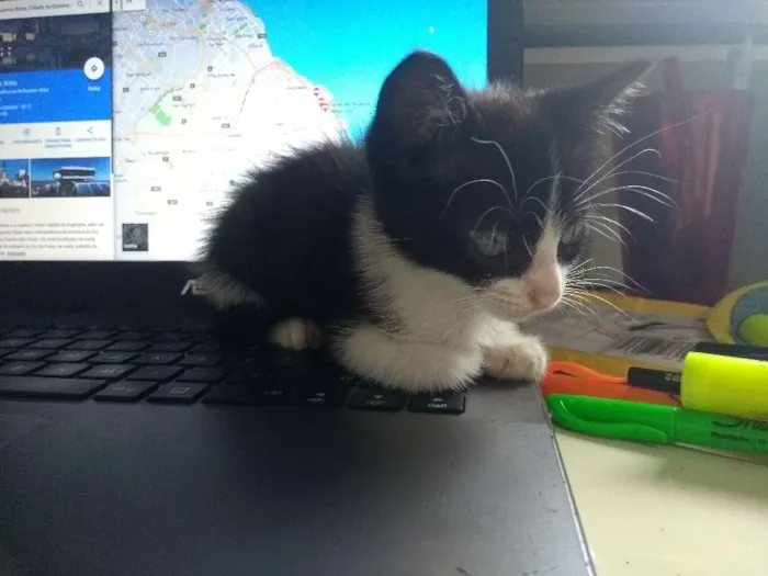 Gato ra a SRD idade 2 a 6 meses nome Fígaro