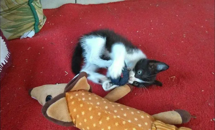 Gato ra a SRD idade 2 a 6 meses nome Fígaro