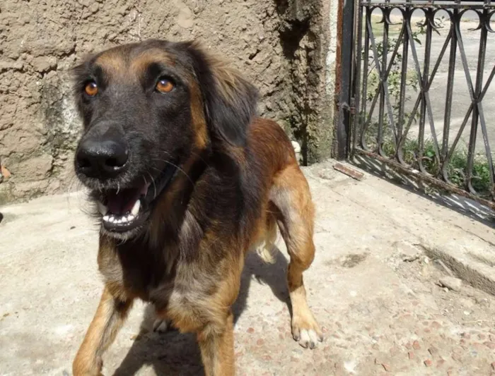 Cachorro ra a SRD idade 7 a 11 meses nome Tico e teco