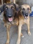 Tico e teco