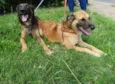 Tico e teco