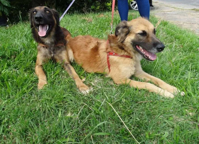 Cachorro ra a SRD idade 7 a 11 meses nome Tico e teco