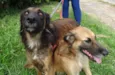 Tico e teco