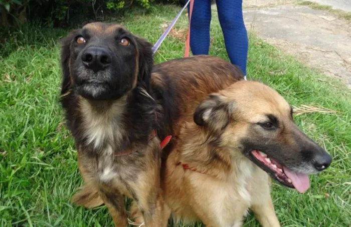 Cachorro ra a SRD idade 7 a 11 meses nome Tico e teco