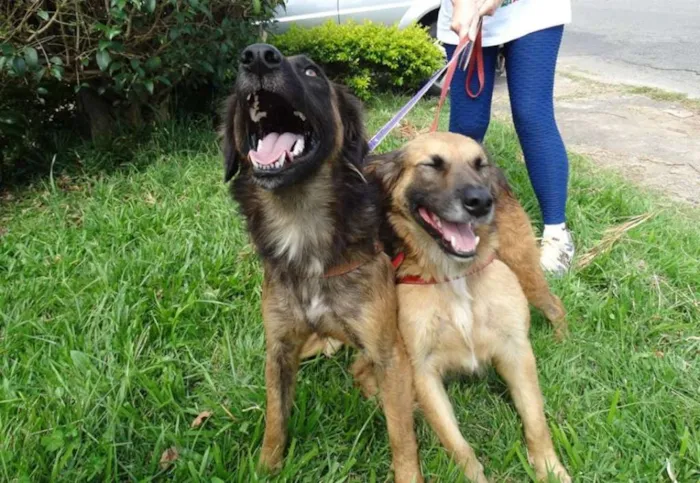 Cachorro ra a SRD idade 7 a 11 meses nome Tico e teco