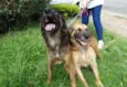 Tico e teco