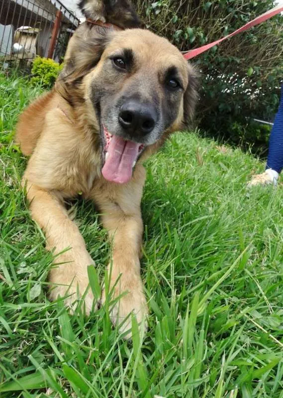 Cachorro ra a SRD idade 7 a 11 meses nome Tico e teco