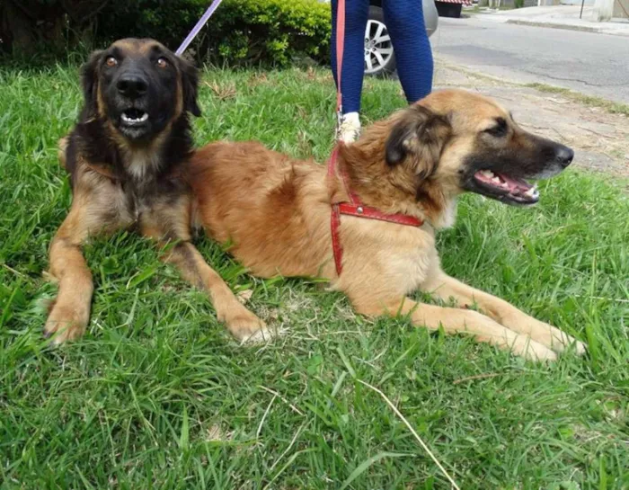 Cachorro ra a SRD idade 7 a 11 meses nome Tico e teco