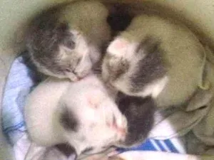 Gato raça indefinida idade Abaixo de 2 meses nome Ainda não tem nome
