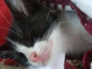 Gato raça SRD idade 2 a 6 meses nome Fígaro