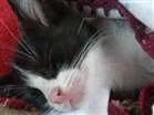Gato raça SRD idade 2 a 6 meses nome Fígaro