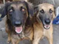 Tico e teco