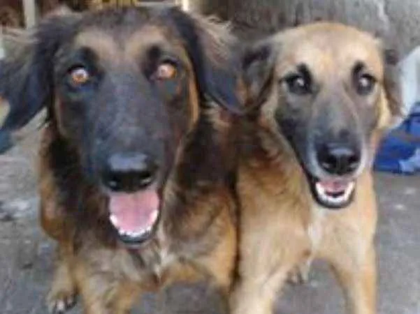 Cachorro ra a SRD idade 7 a 11 meses nome Tico e teco