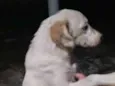 Rubi