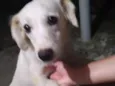 Rubi