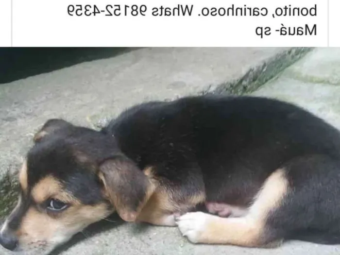 Cachorro ra a Vira lata idade Abaixo de 2 meses nome Não tem nome