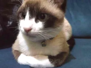 Gato raça vira lata idade 2 a 6 meses nome Alec