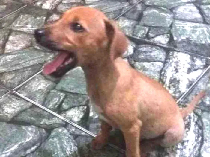 Cachorro ra a Sem raça definida  idade 2 a 6 meses nome Sem nome defonido