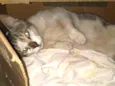 Gatão