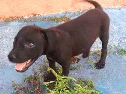 Cachorro ra a Mestiço idade 2 a 6 meses nome Não tem