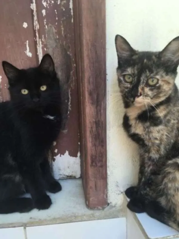 Gato raça Ragdall idade Abaixo de 2 meses nome Filhos de charlot