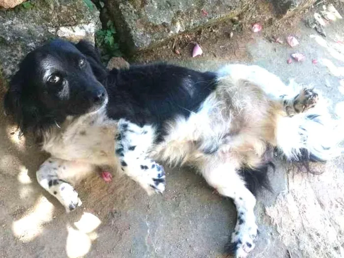 Cachorro ra a  idade 3 anos nome Smoke