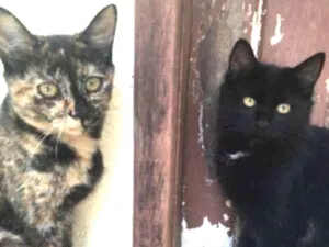 Gato raça Ragdall idade Abaixo de 2 meses nome Filhos de charlot