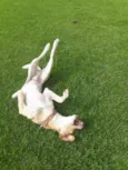 Simba