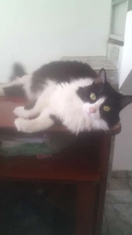 Gato ra a  idade 2 anos nome Shiva