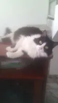 Shiva
