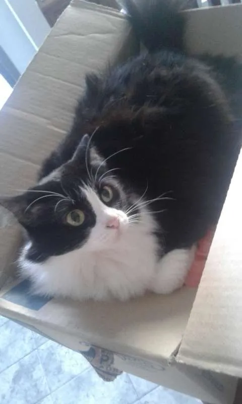 Gato ra a  idade 2 anos nome Shiva