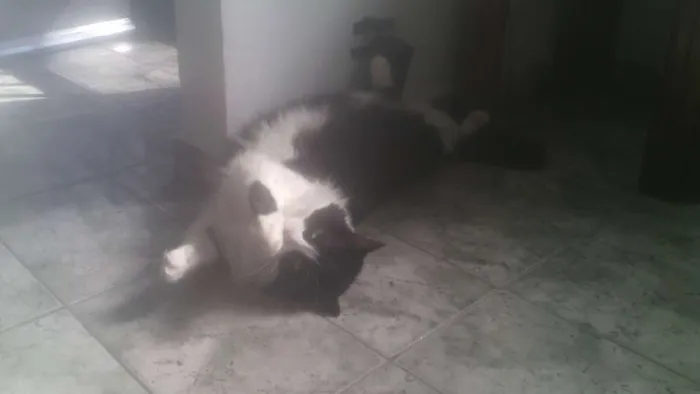 Gato ra a  idade 2 anos nome Shiva