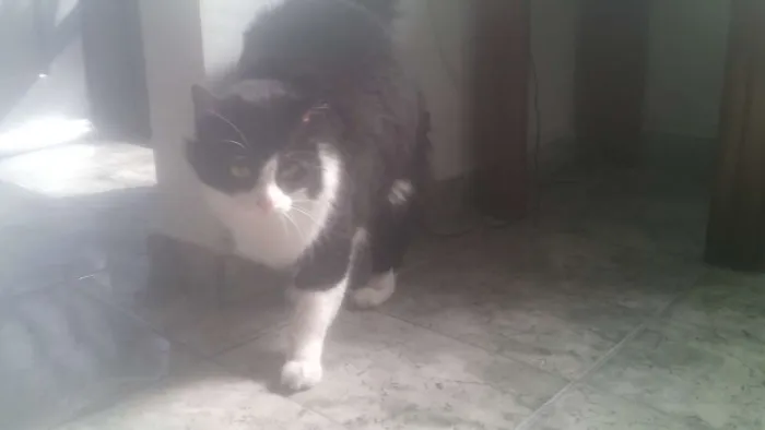 Gato ra a  idade 2 anos nome Shiva
