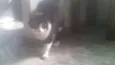 Shiva