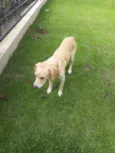 Simba