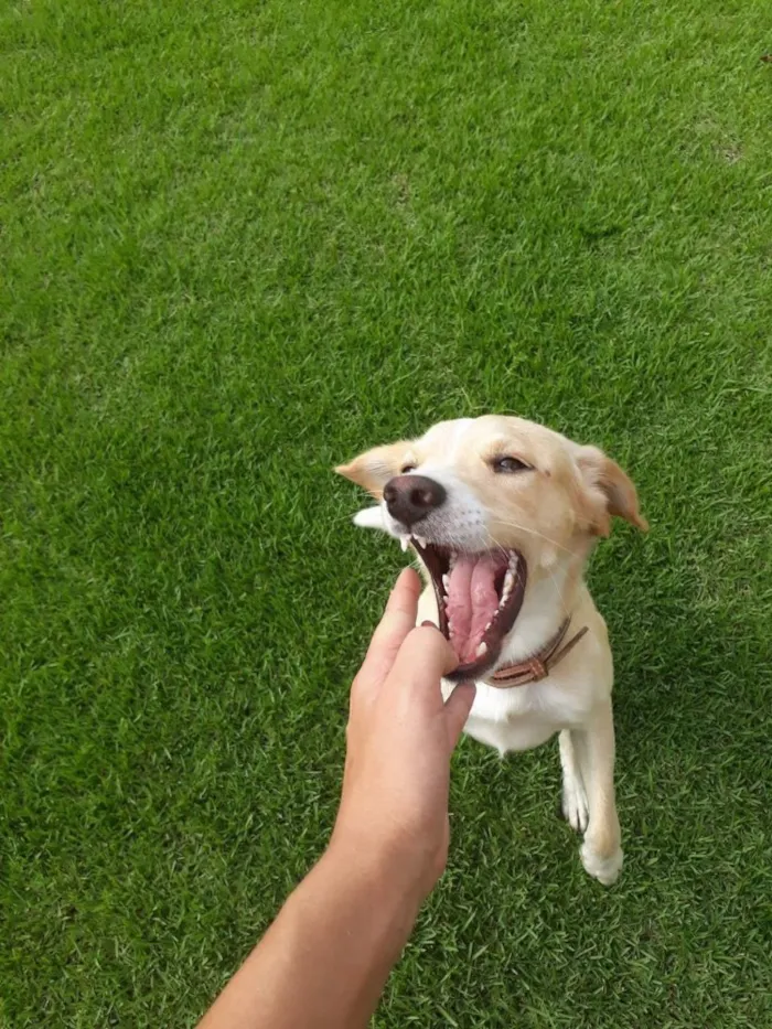 Cachorro ra a Vira-lata  idade 2 anos nome Simba