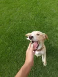 Simba