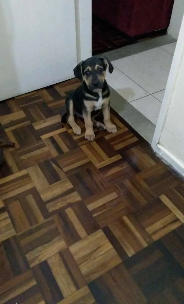 Cachorro ra a Vira lata com rotweiler idade 2 a 6 meses nome Kian