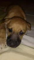 Filhote( Marlon )