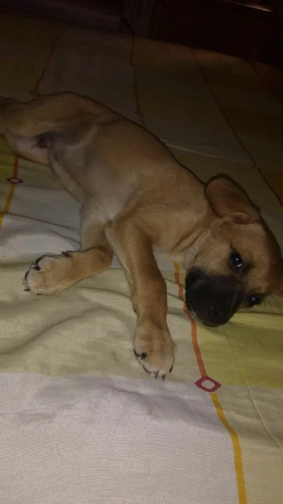 Cachorro ra a SRD  idade 2 a 6 meses nome Filhote( Marlon )