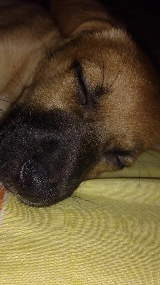 Cachorro ra a SRD  idade 2 a 6 meses nome Filhote( Marlon )