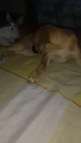 Filhote( Marlon )