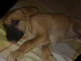 Filhote( Marlon )
