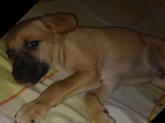 Cachorro ra a SRD  idade 2 a 6 meses nome Filhote( Marlon )