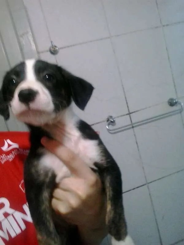 Cachorro ra a vira lata  idade Abaixo de 2 meses nome Cebolinha 
